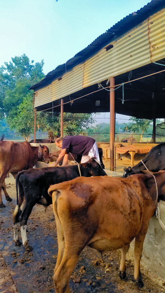 idpyadav's tweet image. वैसे तो गऊ माता की सेवा मेरे नित्य कर्म का हिस्सा है, लेकिन आज का दिन कुछ और ही विशेष है…
गोवर्धन पूजा हमारे यहां अत्यंत श्रद्धा और प्रेम से मनाई जाती है।
इस पावन अवसर पर आज मैंने अपना पूरा दिन गौशाला की सेवा को समर्पित किया —
.
#GovardhanPuja #dpyadav
