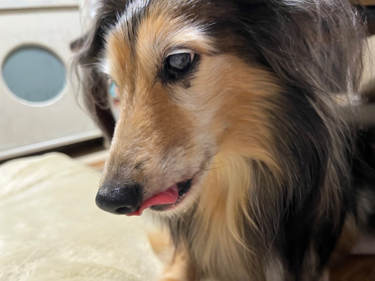 Kohakuページ こはく on X