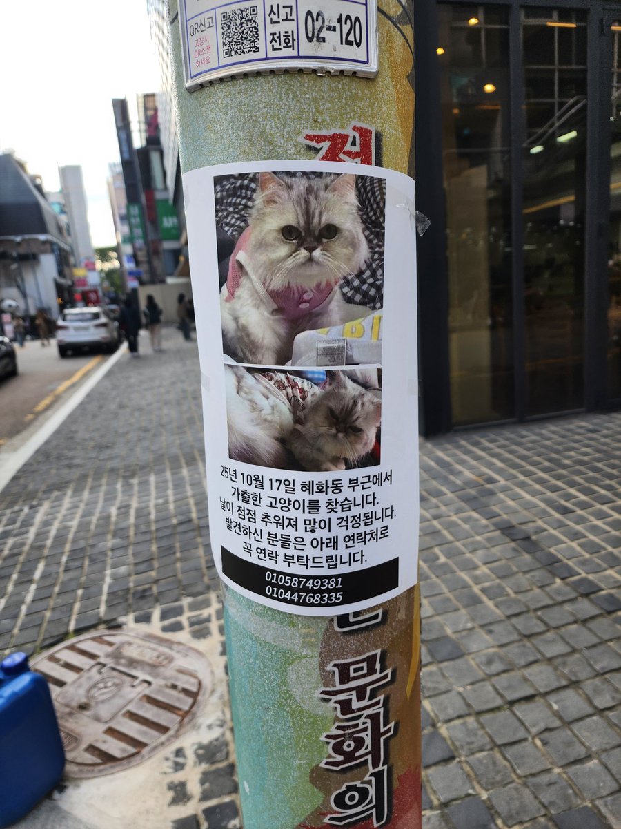댕로 혜화 가출고양이 찾는다고 해요!!!!!!!!