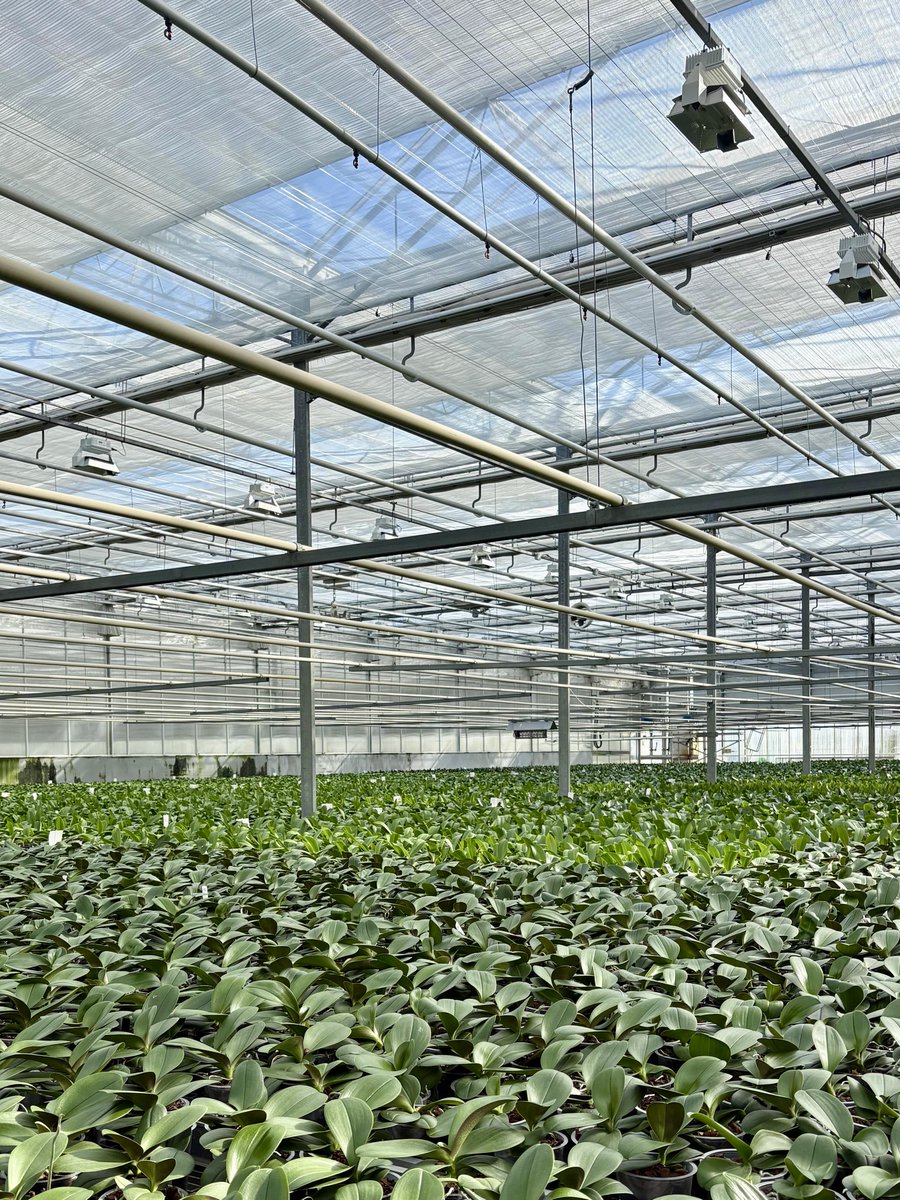 Een bijna onzichtbaar energiescherm, met enorme impact! 🔥 Bij Pannekoek Orchideeën renoveren we de energiescherminstallatie. Het nieuwe energiedoek is zó #transparant dat het overdag gesloten kan blijven, zonder verlies van licht. Goed voor het gewas én de #energierekening! 🙌