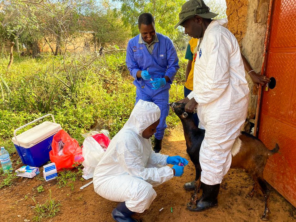 FAOUganda's tweet photo. Boosting goat & sheep production in Uganda🐐🐑
With the support of @EUinUG, @FAO together with @MAAIF_Uganda are⬇️:
➡️Investigating #PPR outbreak & associated risk factors in #Amudat district.
➡️Sensitising farmers on disease control strategies in communal grazing systems. https://t.co/9mBZI0p56Q