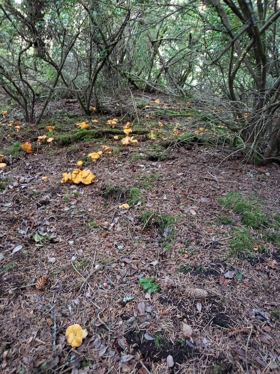 This incredible patch of Pacific Golden Chanterelles discovered growing on the Oregon coast.