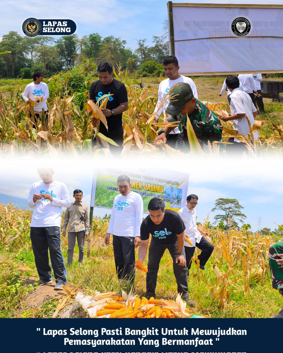 🌽 Panen Raya Jagung Pos SAE Menanga Baris: Semangat Tumbuh, Harapan Panen Melimpah di Musim Berikutnya!