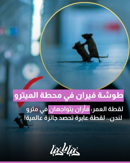 لقطة العمر: فأران يتواجهان في مترو لندن.. لقطة عابرة تحصد جائزة عالمية 