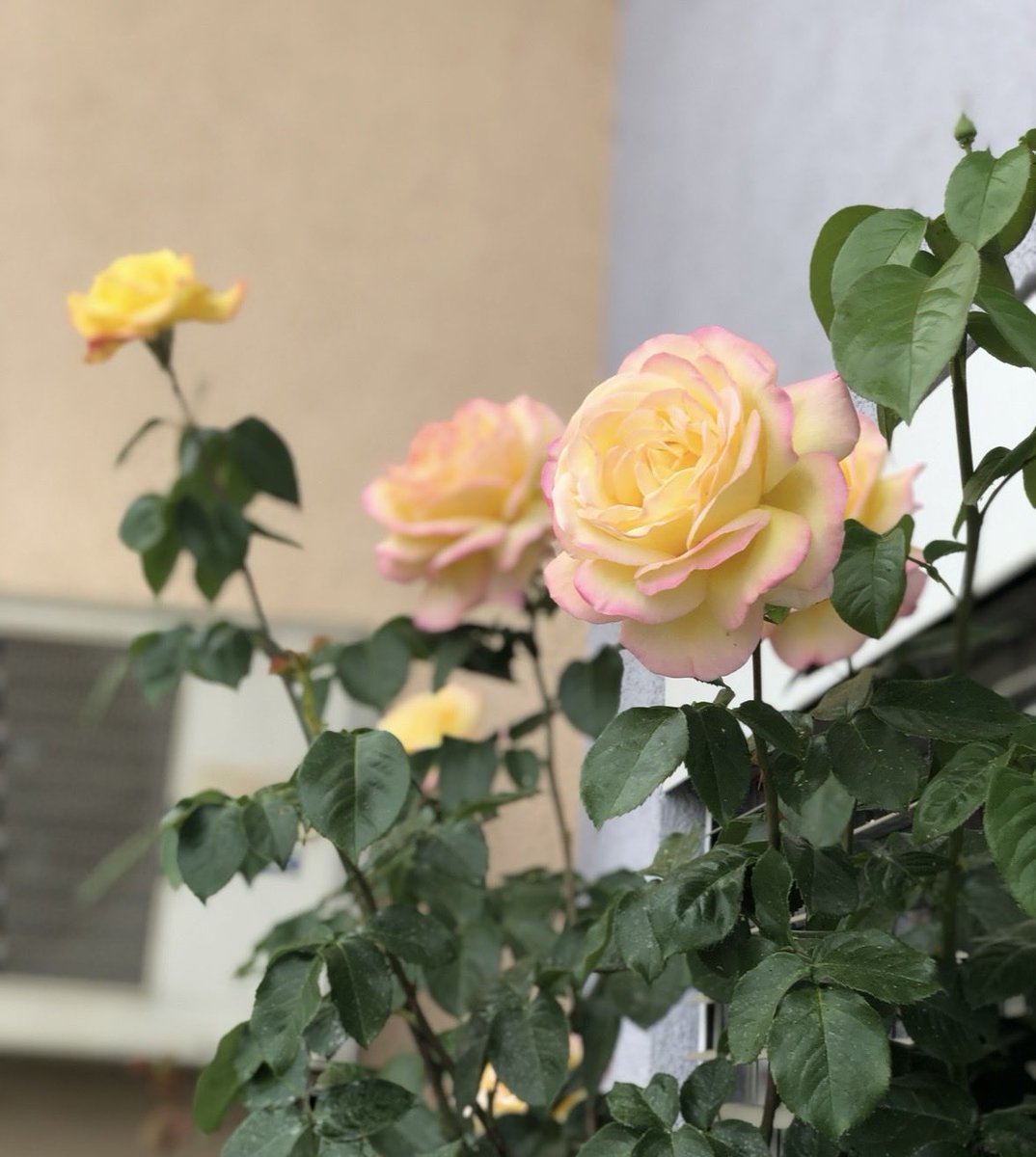 Hayırlı sabahlar 🇹🇷