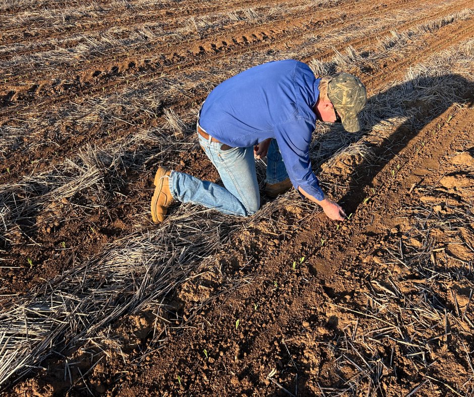 This crop of Pioneer® hybrid corn, P1837, is emerging well at North Star NSW this season. The crop is showing strong potential, as observed by Pioneer Territory Sales Manager Ben Thrift during a recent crop inspection.