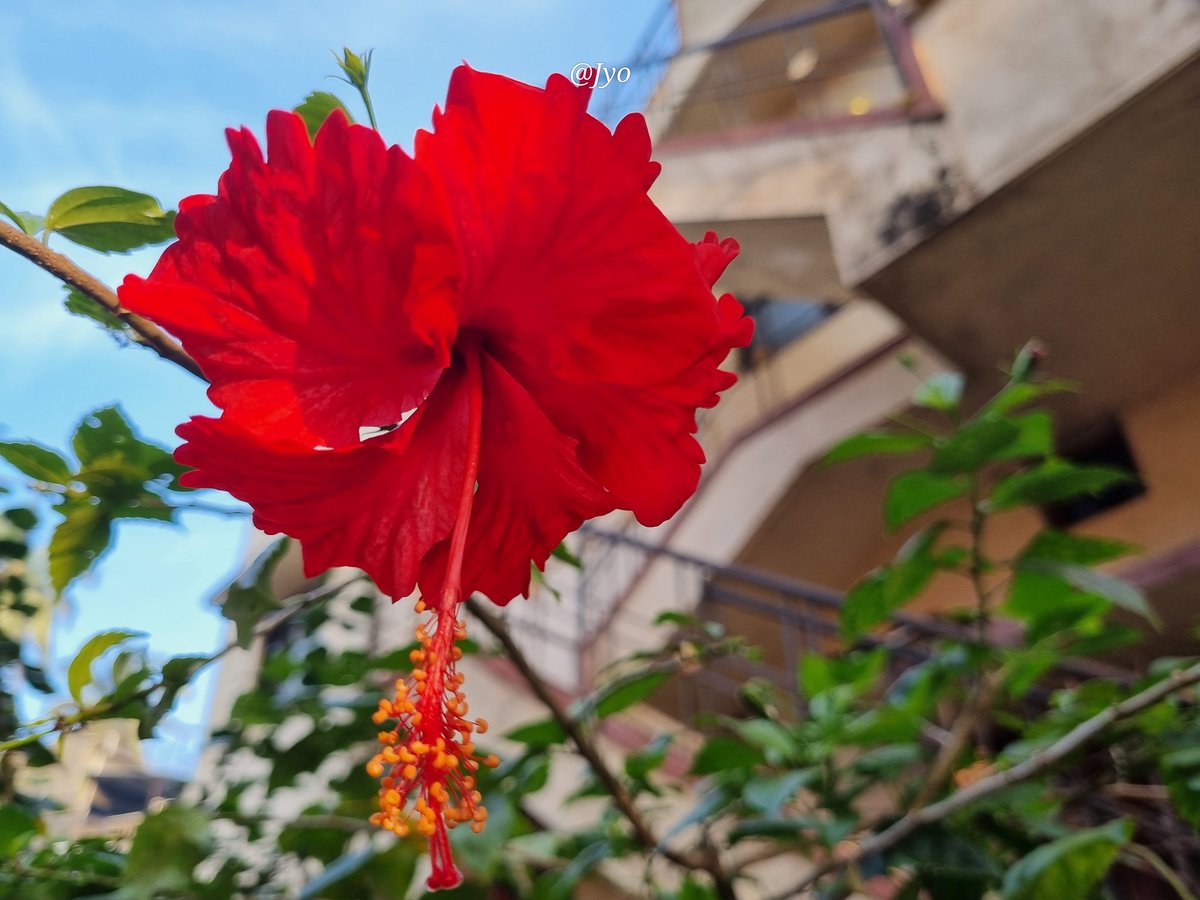 Jyothi_esl's tweet image. Absolutely no filter, no edits, no AI.

फूल