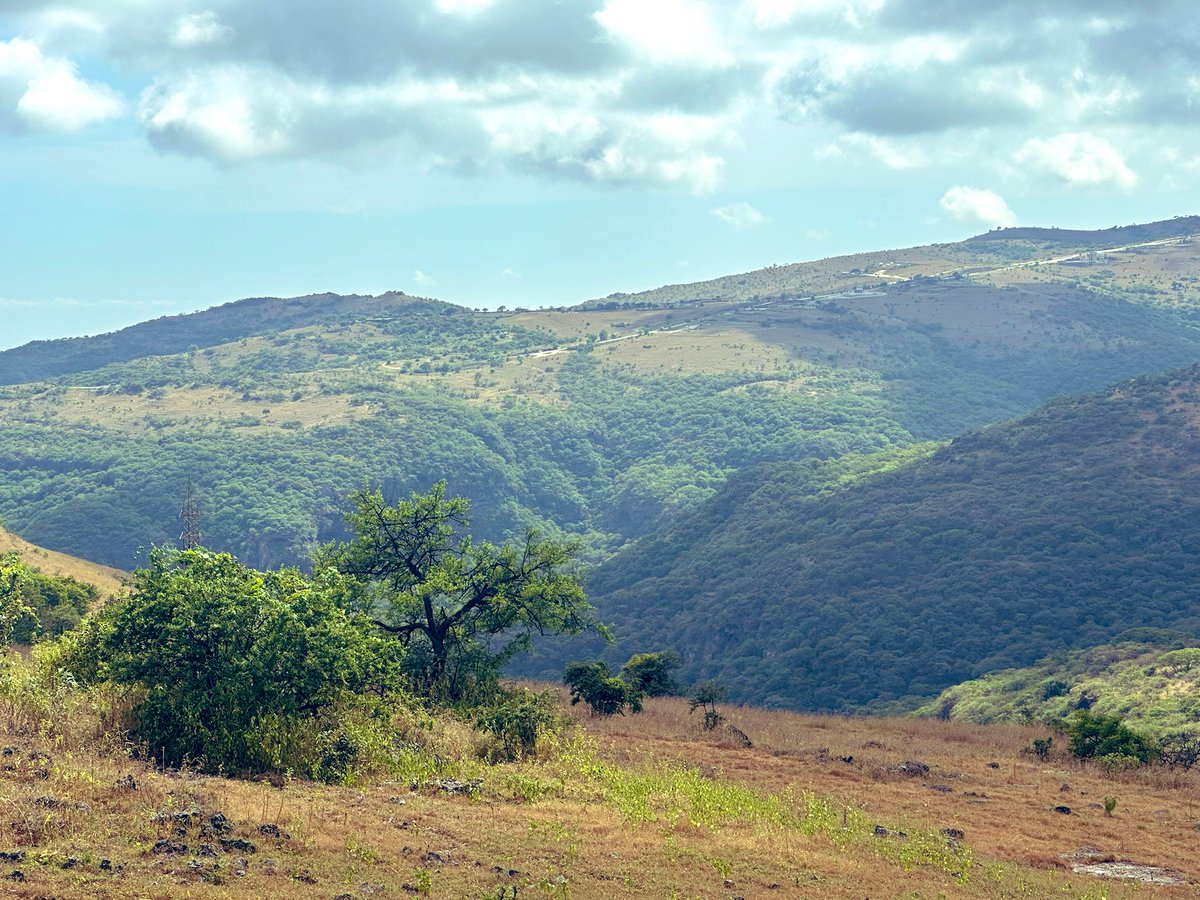 عند مقارنة حجم وكثافة الغطاء النباتي والاحراش و الغابات في جبال ظفار حاليا وقبل عشر سنوات ويتضح جليا انحسار هذا الغطاء خاصة اعالي الجبال واطراف الاودية والاسباب عديدة ومعروفة غالبا !

لابد من اعادة مشروع مكافحة التصحر او استحداث برنامج فعال لايقاف هذا التصحر واعادة زراعة المناطق