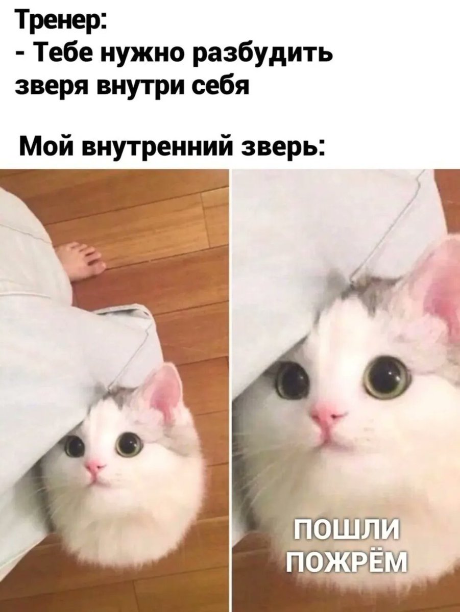 Тренер: «Разбуди в себе зверя!»  
Мой зверь: уже на кухне, третий раз за утро смотрит на холодильник с немым вопросом — где открыть люк в Нарнию?  
У кого зверь тоже на минималках? 😏🛏️🐾