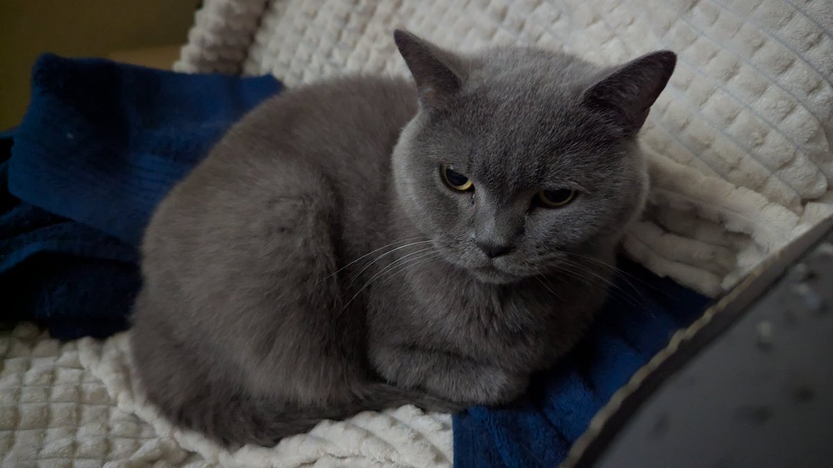 Chris Heilinger (@chris_heilinger) on Twitter photo You didn't expect me to have a new place to sleep today, did you? ๐น๐บ๐ค๐พ๐โโฌ
#Kiro #cat You didn't expect me to have a new place to sleep today, did you? ๐น๐บ๐ค๐พ๐โโฌ
#Kiro #cat
