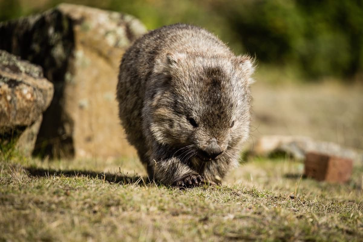 Happy International Wombat Day! Today we celebrate one of Australia’s most iconic and lovable marsupials — the mighty wombat! 🐾  

Found only in 🇦🇺, wombats are strong, sturdy and expert burrowers, but also gentle and curious. Great to celebrate our rich and diverse wildlife.