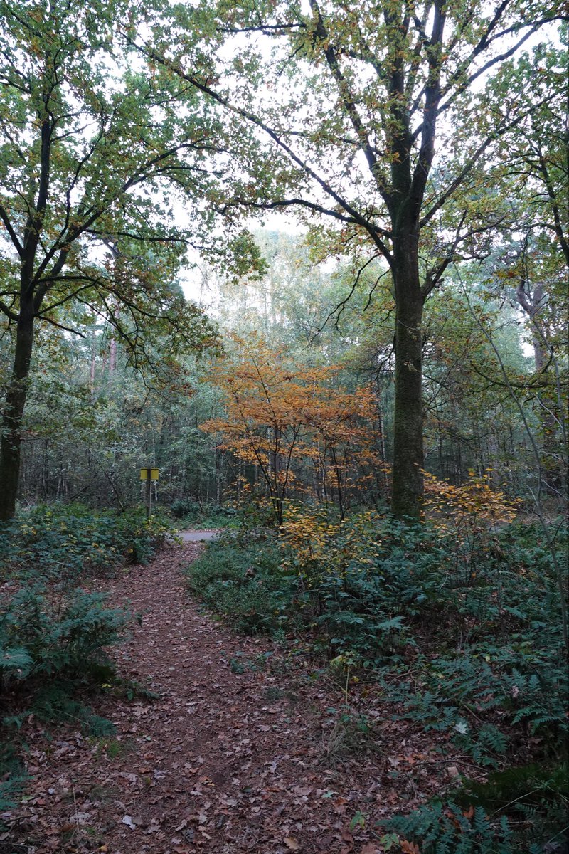 #fot_O_ktober #paadjes <a href="/jolandabrwr/">JoLaNDa_hobbyfotograaf</a>