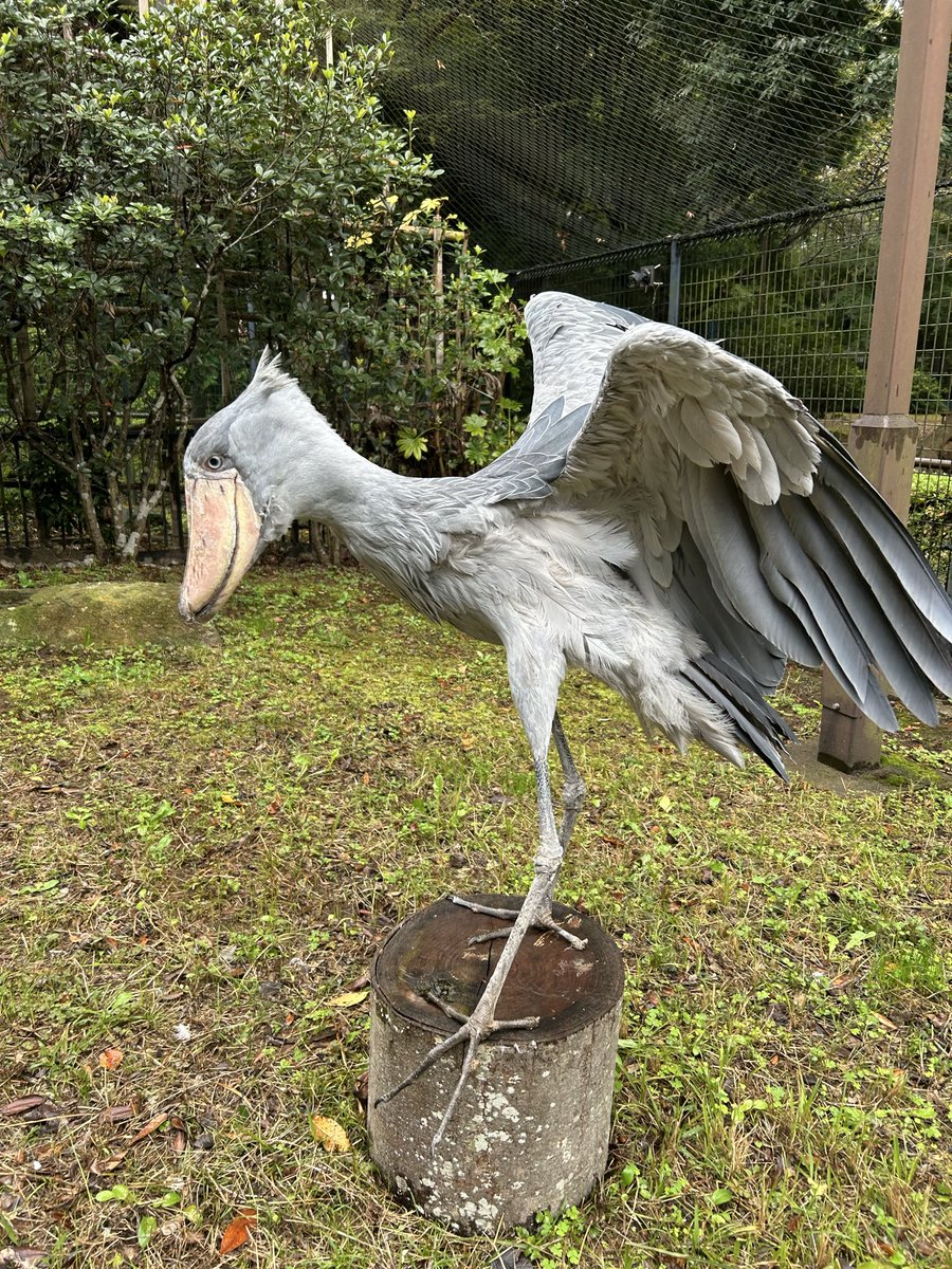 ゆか (@yuka747) / Posts / X