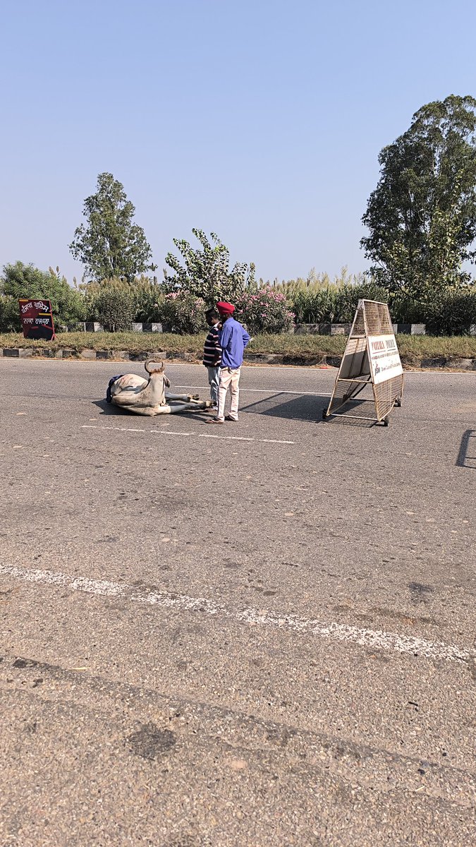 MohanAspy's tweet image. >driving on highway
>See cow bleeding, probably hit by a truck
>Call 1033. They ask to call state helpline as 1033 only for NH
>Place barriers
>Call 1065. Line doesn't work
>Google Goshala near me & ask for help
> Call 100
> Call. But no one shows up
>Poor folks step in to help