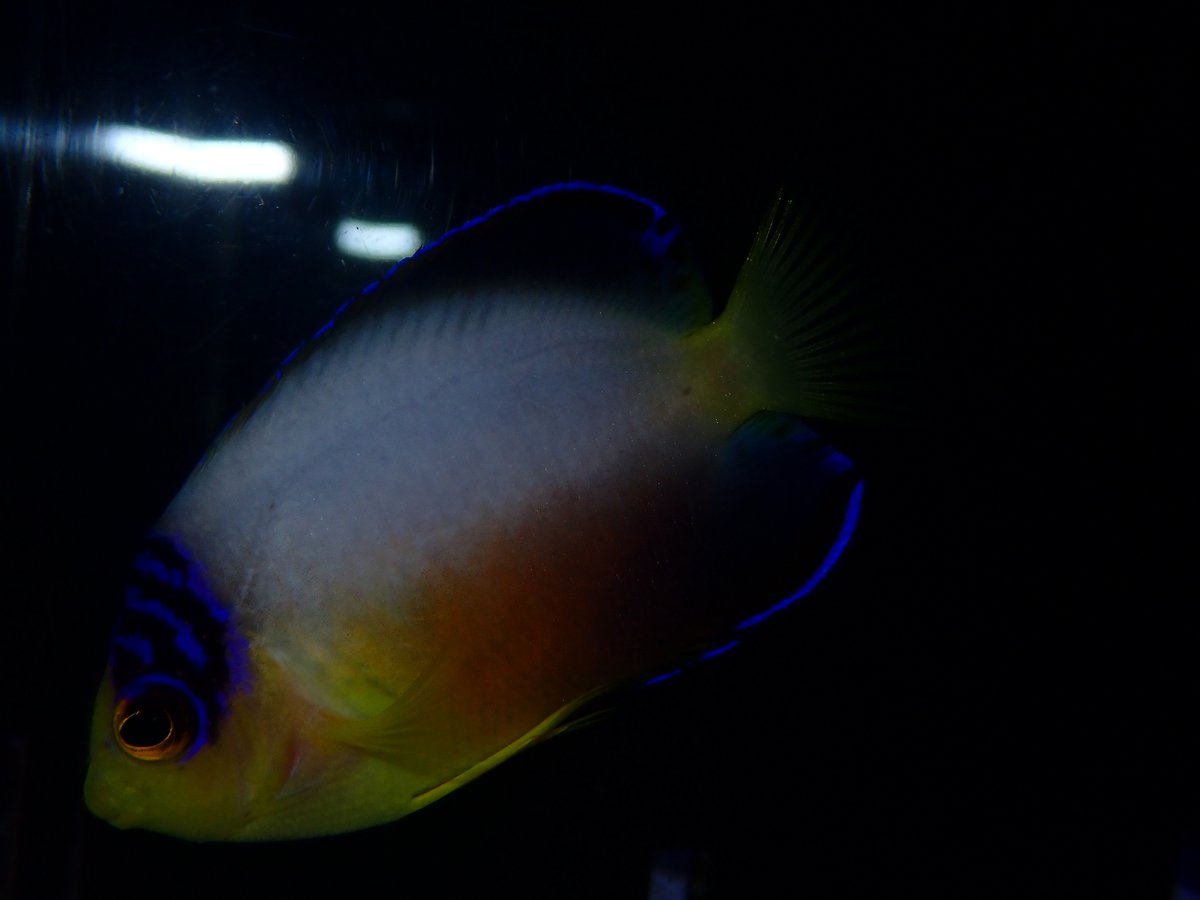 海桜 海水魚 ｻﾝｺﾞ専門店VESSEL（ﾍﾞｯｾﾙ） on X