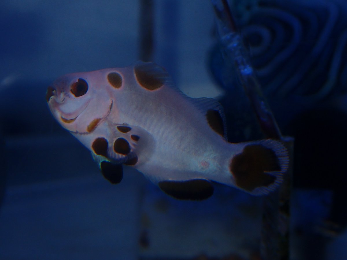 海桜 海水魚 ｻﾝｺﾞ専門店VESSEL（ﾍﾞｯｾﾙ） on X