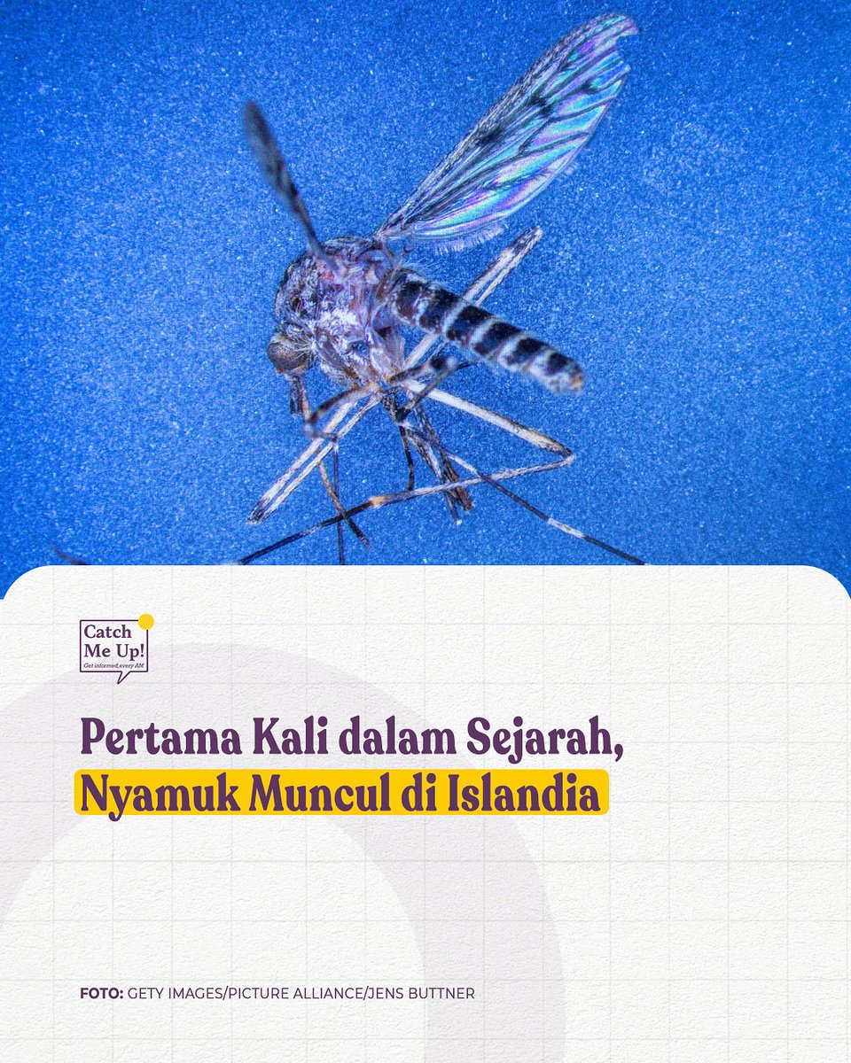 Menurut Lembaga siaran nasional Islandia pada Senin (20/10/2025), ditemukan tiga spesimen nyamuk di Kjos, sebuah daerah lembah pedesaan dekat Hvalfjordur. 

Temuan nyamuk ini pertama kali dilaporkan di grup Facebook Skordyr a Islandi (Serangga di Islandia) oleh pengamat serangga