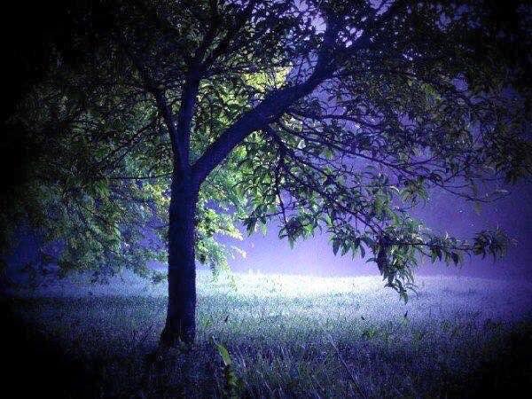 #فيض_الوادي 

هناك أُناس في حياتنا مفيدون لنا جدًا، لكنهم كالشمس،
القرب منهم يؤذينا من حيث لا يشعرون أو يودون.
هم نافعون لنا، لكن على ذات البعد منهم وبذات الجهل عنهم،
اقترابهم يُحرق، وبعدهم مُرهق.

وهناك أناس في حياتنا كالقمر، جمالهم في تنوع ظهورهم في حياتنا،
يختفون حيناً، وتارةً