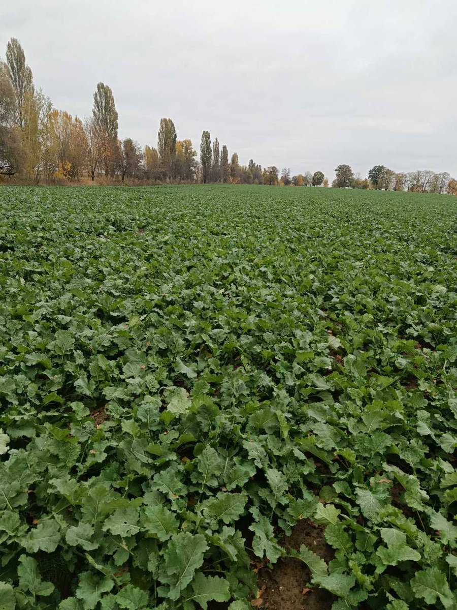 🌱 Winter crops condition in HarvEast's fields in Kyiv region, Central Ukraine.
📷 21 October
#plant26