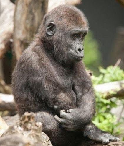 Xolile-Neymar🫡 (@umzozozo) on Twitter photo 