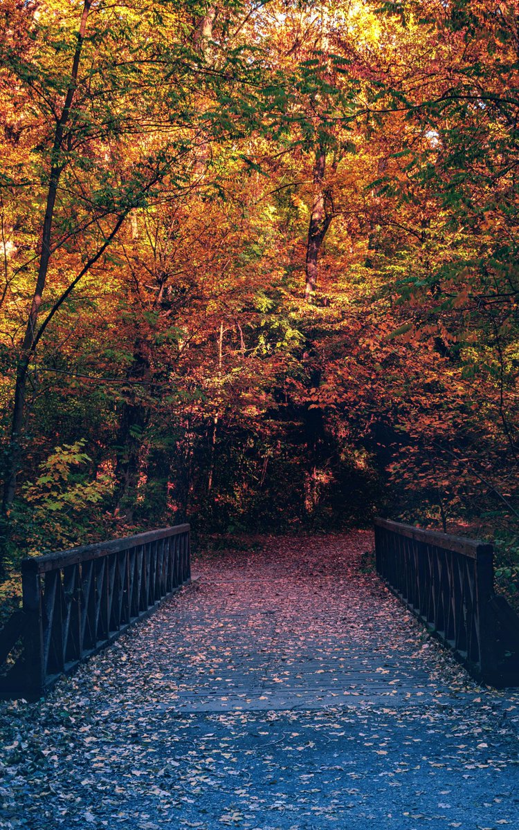 MESSAI_Bill's tweet image. Good Wednesday 🍂 #WednesdayVibes