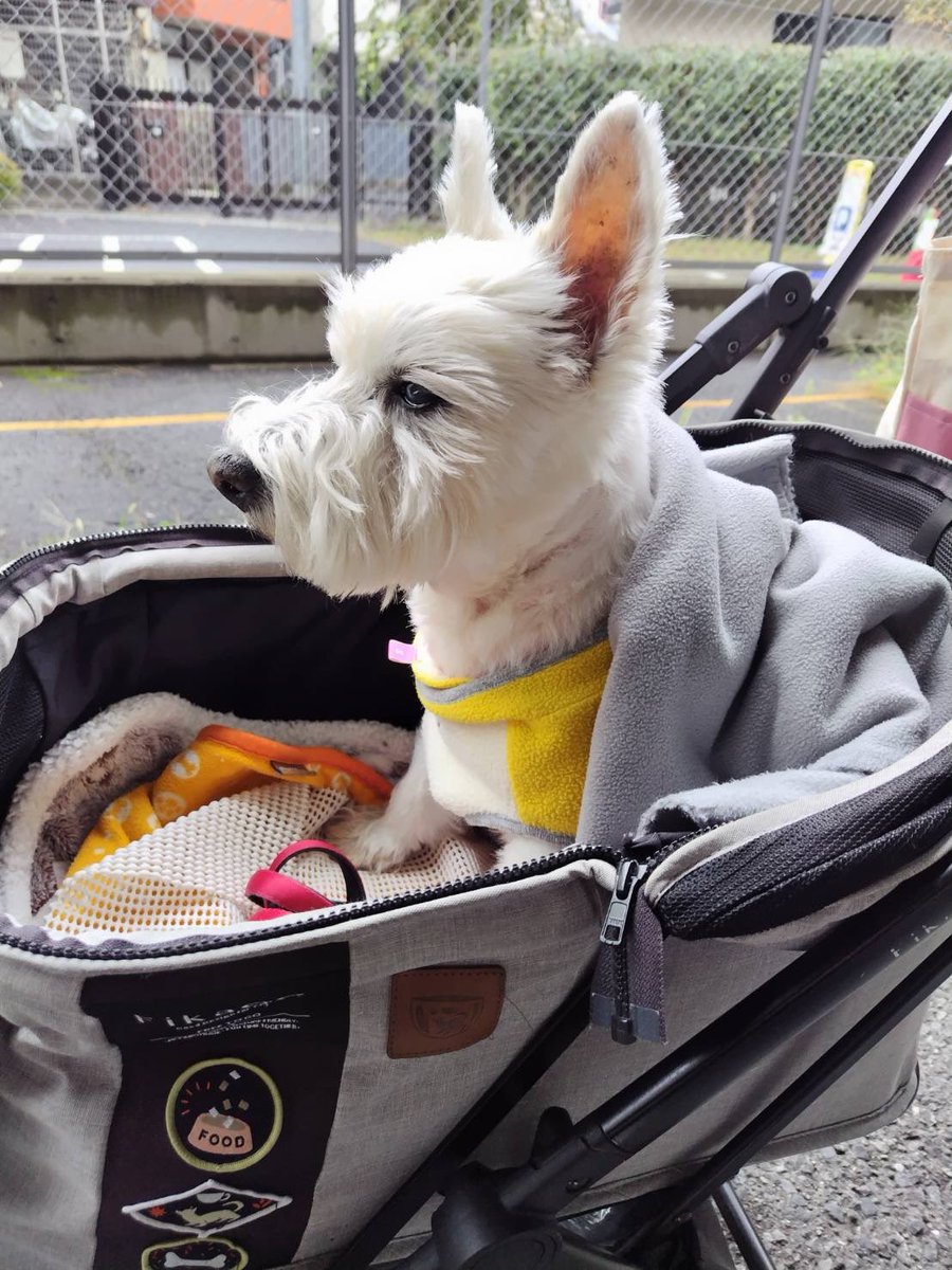 ちーちゃんページ！ ちっちゃなちーちゃん : Nana825763 : Free Download, Borrow