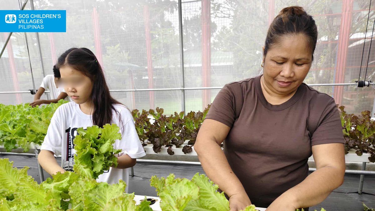 From seedlings to full-grown leafy produce, find out how the greenhouse projectof <a href="/allianzpnblife/">Allianz PNB Life</a> sustains the daily needs of <a href="/sospilipinas/">SOS Children's Villages Pilipinas</a>.

📷tinyurl.com/bdeyru3j