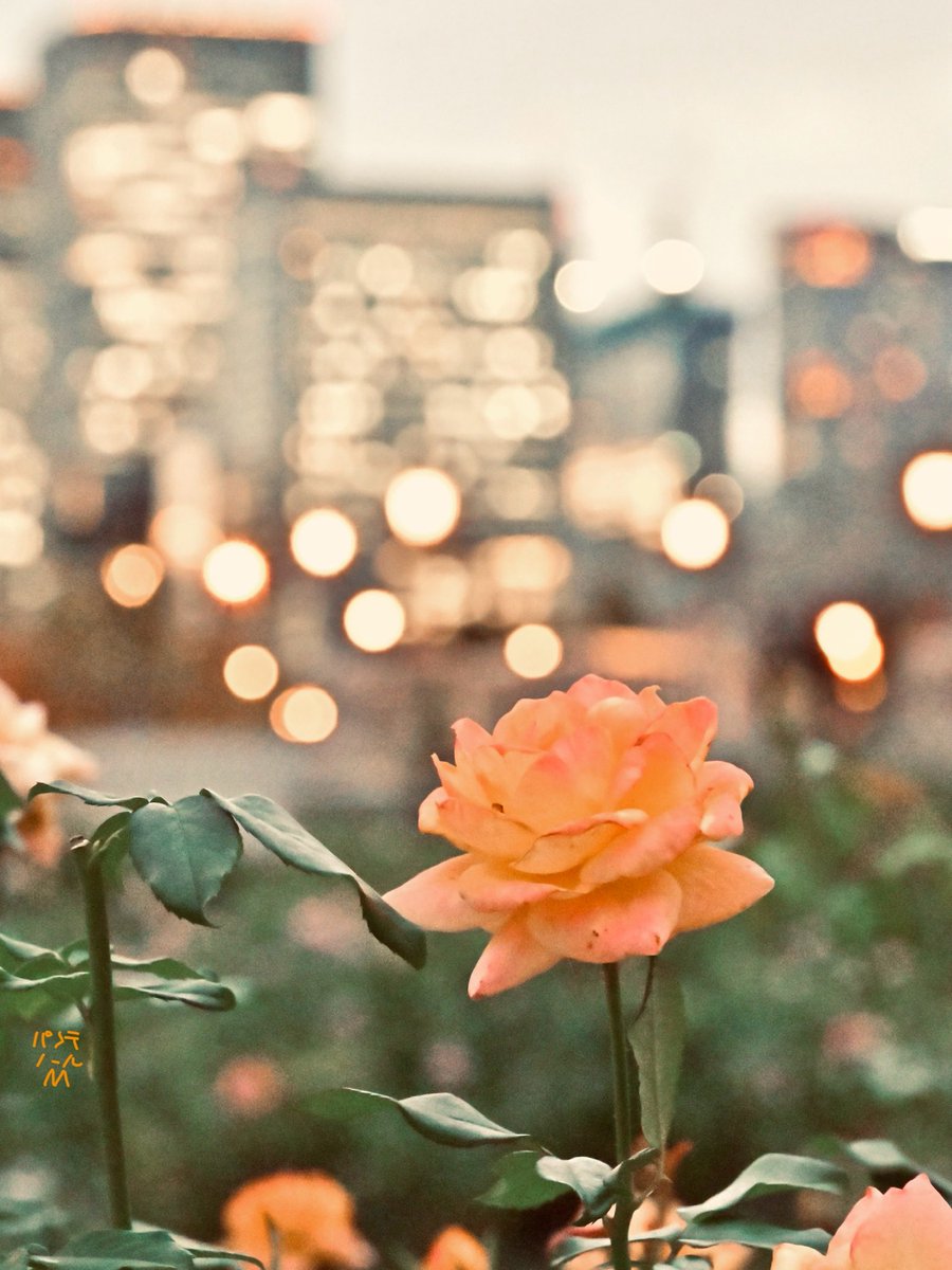 パンテノールM on X