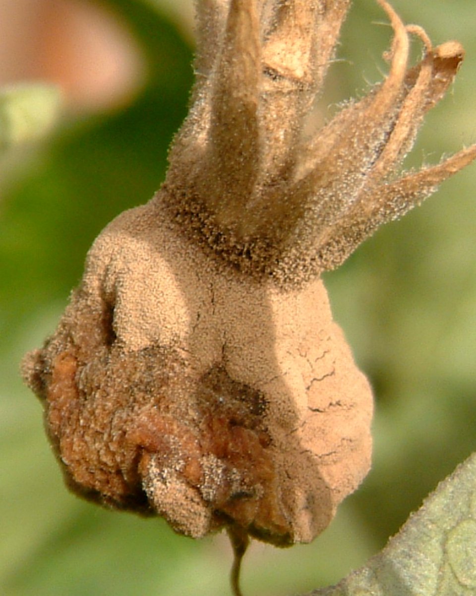 BASF_AgroES's tweet image. El #hongo Botrytis causa podredumbres en #tomate y #pimiento, por lo que la prevención con ventilación, densidad de #plantas y limpieza de restos es clave. 🛡️ Signum® y Serifel® de BASF ofrecen control integrado para mantener los #cultivos sanos.

Descubre cómo prevenirla en este