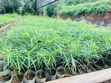 🙋🏻‍♀️Farmers, it’s that time again! the season (Oct-Dec) of planting trees and restoring our land! 

We invite farmers, NGOs, Public and private sector actors to source seedlings from a youth-led organization #GreenGoalHub and join efforts in large-scale land restoration.