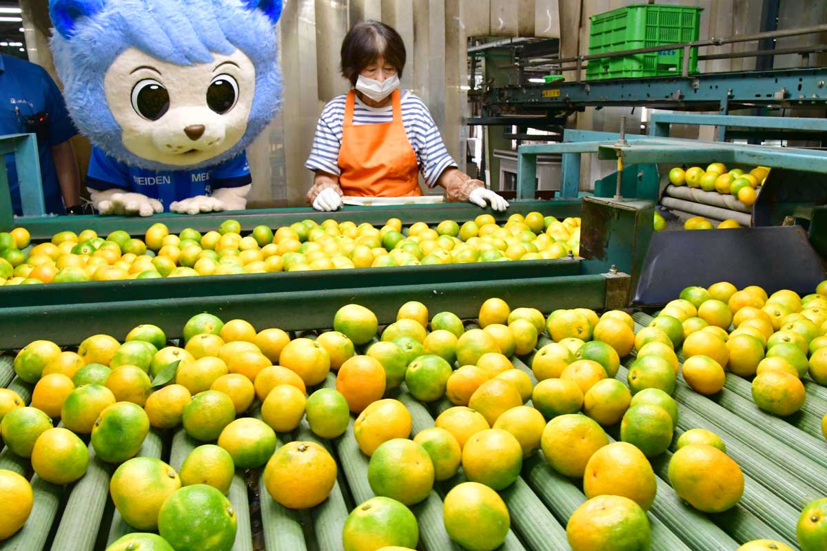 📣地域農業を応援📣 沼津茶応援大使のアスルくんが「西浦みかん」の