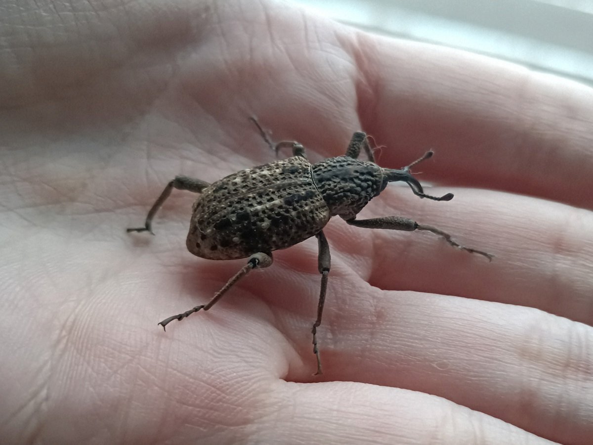 オオゾウムシ
のそのそしててユーモラスな虫だと思う