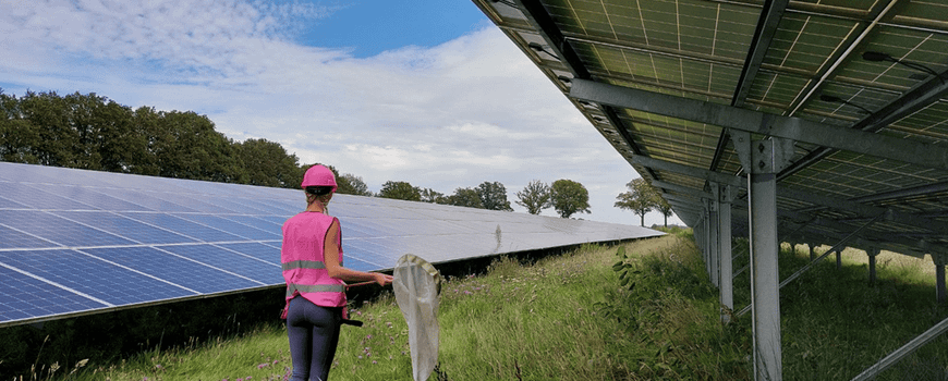Zonneparken bieden kansen voor insecten: Het aantal planten, bloemen, wilde bijen en zweefvliegen in recent ontwikkelde Nederlandse zonneparken lijkt al verrassend veel op dat in extensief beheerde graslanden, zo blijkt uit onderzoek. Dagvlinders,… dlvr.it/TNpvlm