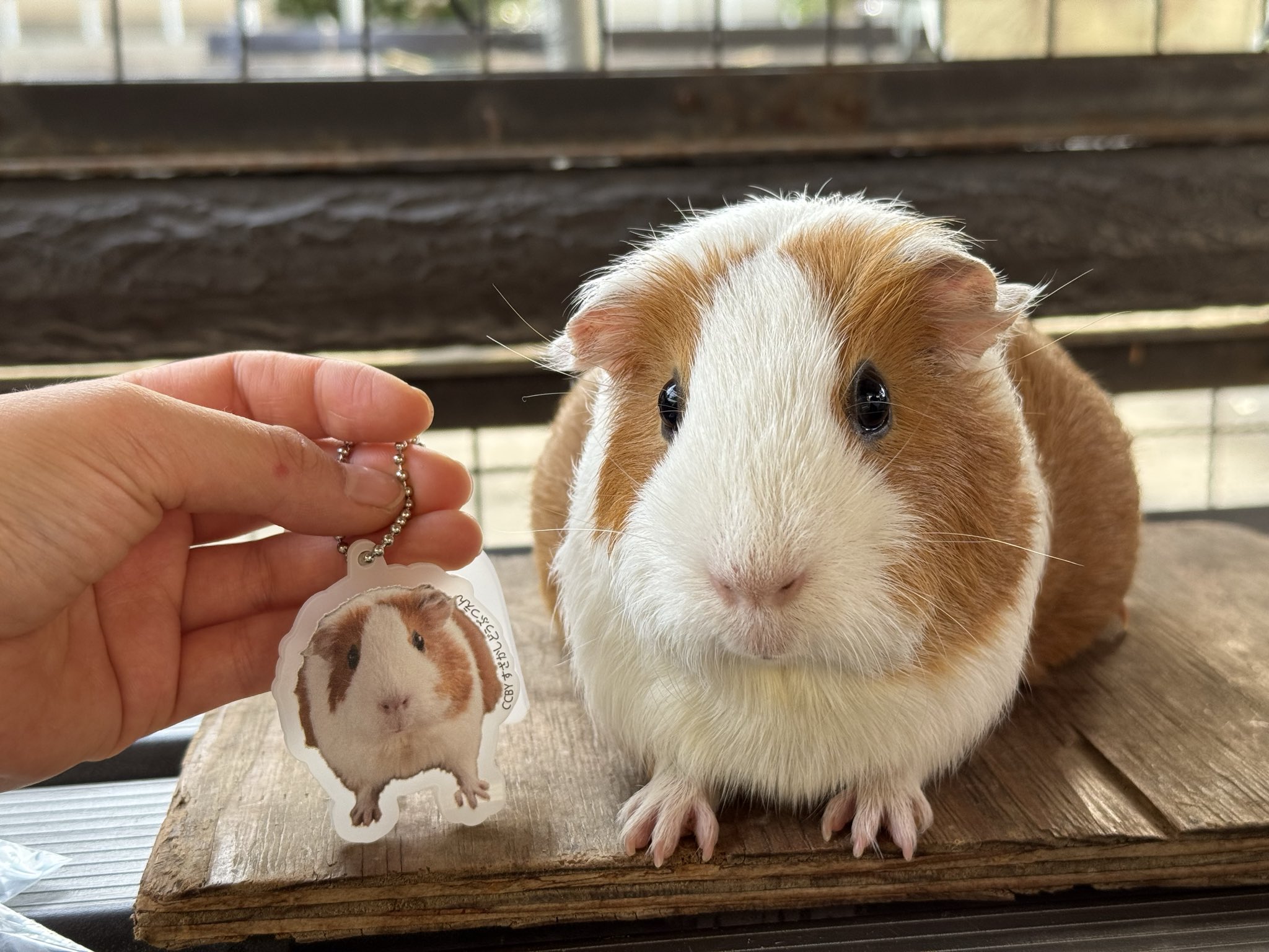 モルモット 須坂市動物園【公式】 on X: 