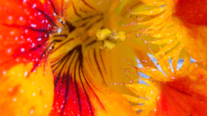 TimePieChina's tweet image. 🌿 A natural boost for youthful skin?

Researchers from @Stanford, @KyotoU_News &amp;amp; @BuckInstitute found that an extract from #nasturtium (Tropaeolum majus) may help slow skin aging by enhancing cells’ energy and stress resilience. #LongevityScience

mdpi.com/2079-9284/12/5…