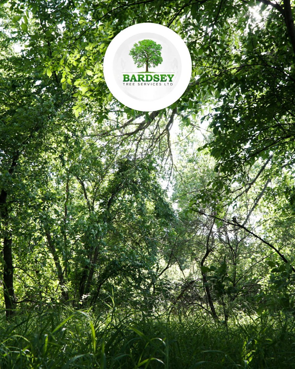 bardseytrees's tweet image. Could your trees benefit from some TLC? If so, our skilled and experienced tree surgeons can provide a high quality tree reshaping service. Contact us for more information:

📞 01937 573689
📧 info@bardseytrees.co.uk
🌳 bardseytrees.co.uk

#bardseytreeservices #treesurgery