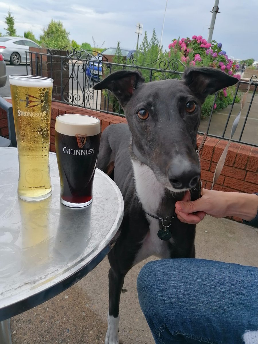 GreyhoundHoming's tweet image. 🍻 Did you know greyhounds are the ultimate pub companions? They might not sip a pint, but they LOVE the fuss, attention… and sneaking a pork scratching (or two)! 🐾💛

#GreyhoundLife #PubDogVibes #SighthoundLove  #GreyhoundFun #AdorableGreyhounds