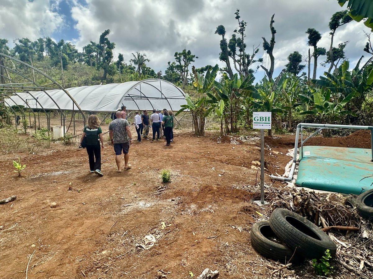 🇫🇷#Mayotte « On travaille dur mais les conditions sont rudes : manque d’eau, infrastructures fragiles, pas d’assurance. Sans soutien, on ne repart pas. Le financement de #GBHentreprise est une bouffée d’oxygène pour continuer à produire. » – Kairtoibi, agriculteur 🌱 #Agriculture
