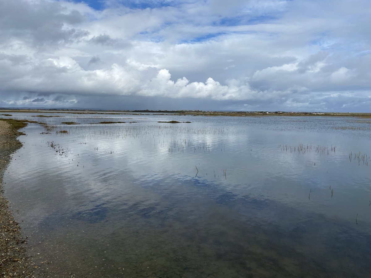 Great day yesterday at <a href="/RSPBPagham/">RSPB Pagham Harbour</a> &amp; Church Norton despite midday high tide. 62 species inc a yellowhammer, dartford warbler, 2 wheatear, kingfisher, grey plovers, marsh harrier, 10+ swallows, flock of 20+ goldcrest &amp; a raven <a href="/SussexBirding/">Sussex Birding</a> <a href="/SussexOrnitholo/">Sussex Ornithology</a>