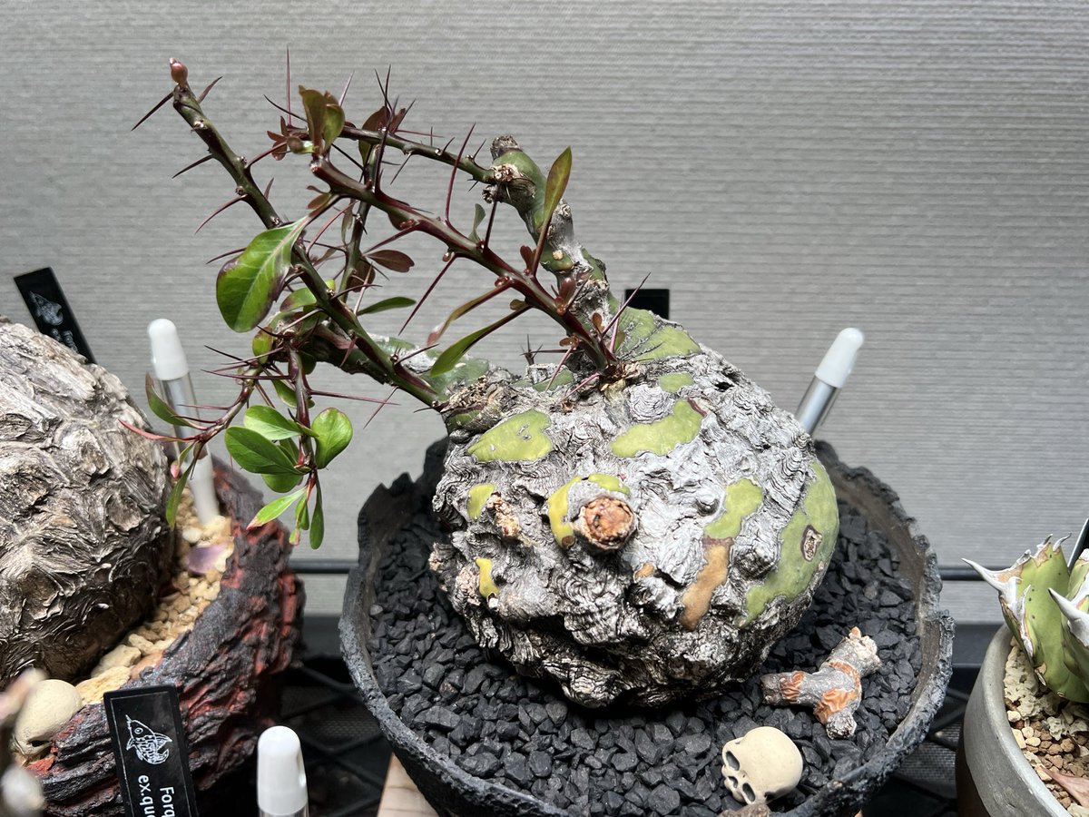 kimuraebinamazu's tweet image. ファシクラータ😄
植え替えとか温度変化で葉を落としましたが、すごい勢いで新芽が出てきました🌱
めんどくさいのでこのまま越冬さそうかと思います🤔
#フォークイエリアファシクラータ