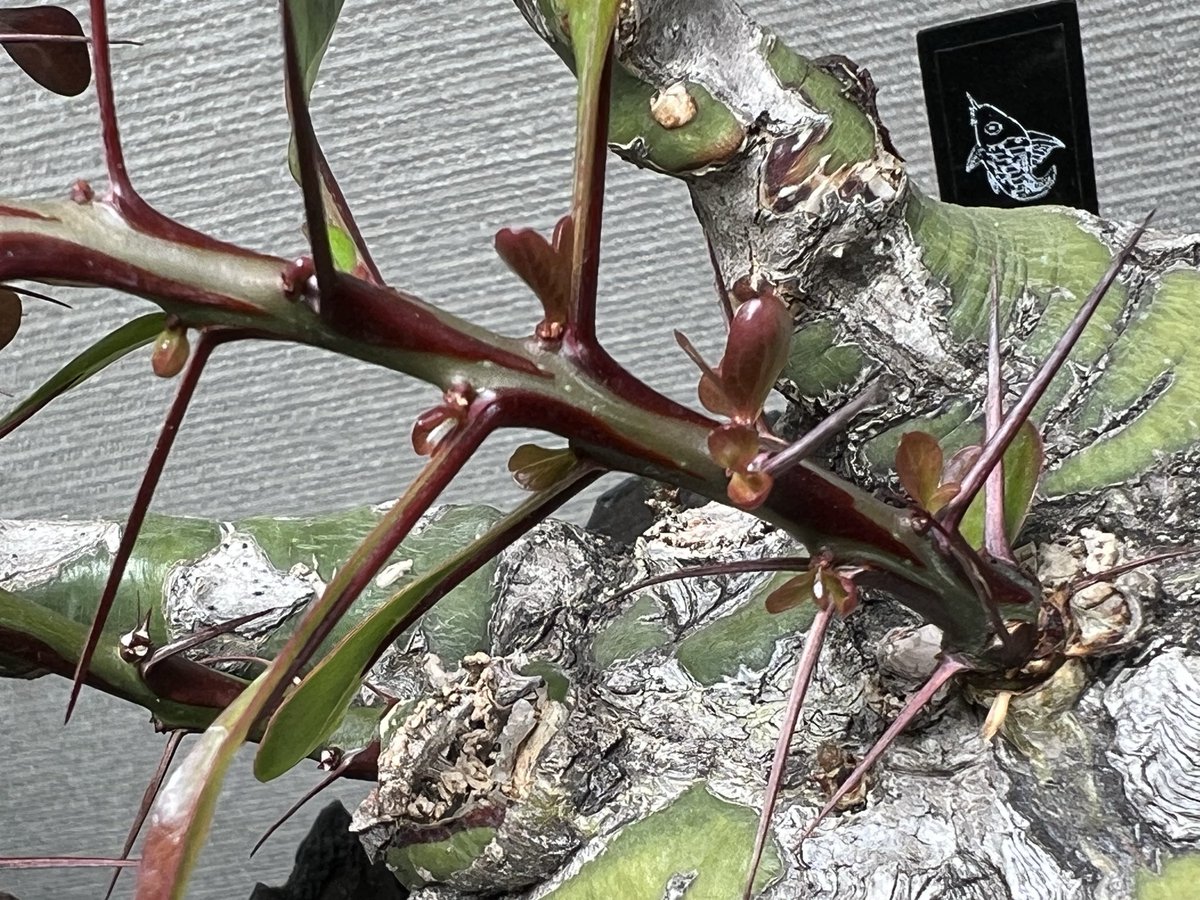 ファシクラータ😄
植え替えとか温度変化で葉を落としましたが、すごい勢いで新芽が出てきました🌱
めんどくさいのでこのまま越冬さそうかと思います🤔
#フォークイエリアファシクラータ