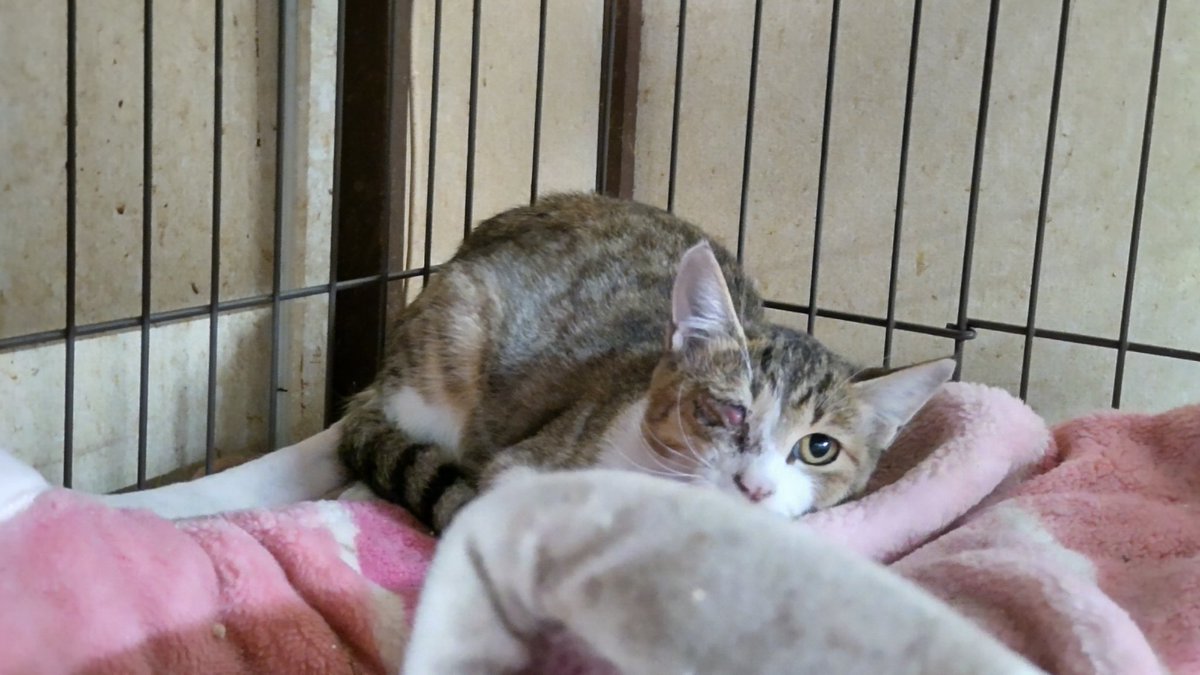 一昨日受け入れた猫ちゃん、眼球摘出の手術が必要です。
術後の治療もありますので手術費用のご支援を頂けましたら助かります、宜しくお願い致します。
ゆうちょ銀行　店名438　普通貯金　口座番号5966427 口座名義「カコガワキャットプロテクションシンセイ」