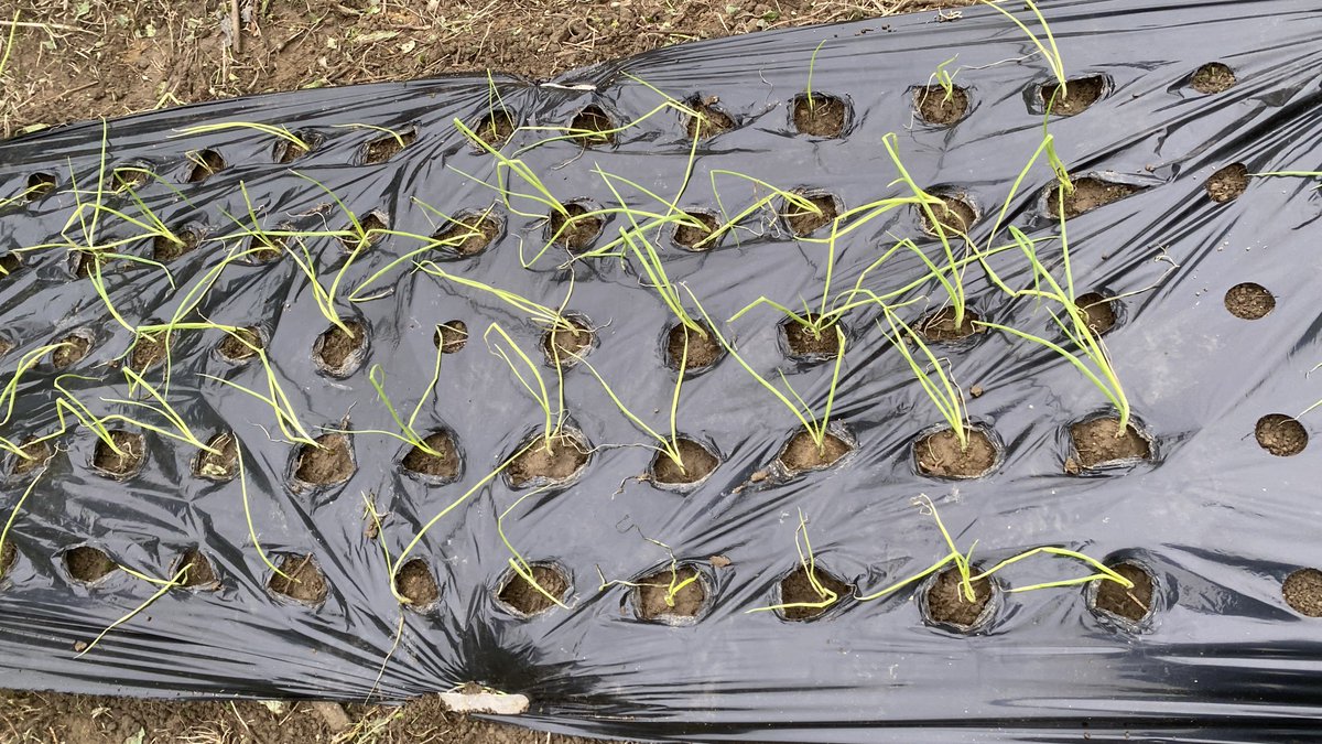 cocoapoisoning's tweet image. 玉ねぎ植え付け