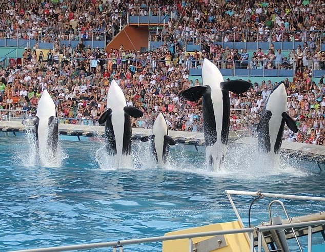 Un exemple emblématique d’une législation mal conçue : le cas Marineland
L’exemple de Marineland illustre avec une acuité particulière les conséquences d’une législation votée dans la précipitation et sans réelle concertation avec les acteurs compétents.
is.gd/Sd1ric