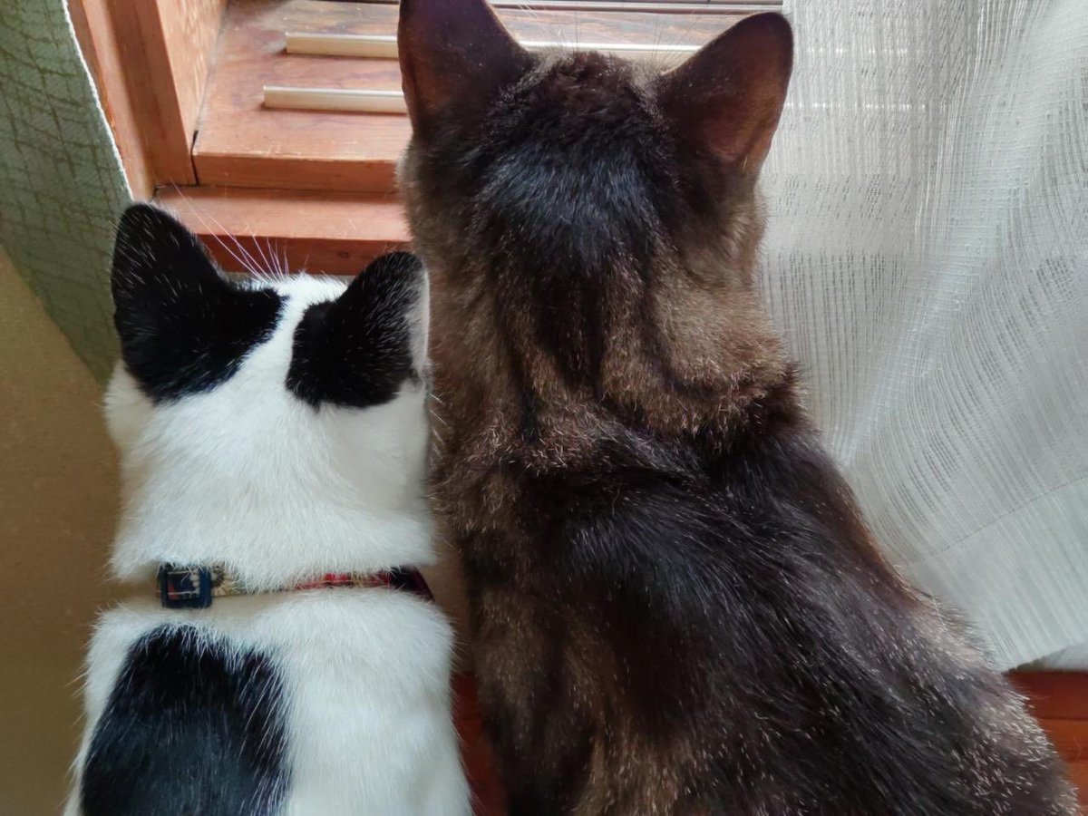 naocho (なおちよ) tweet media