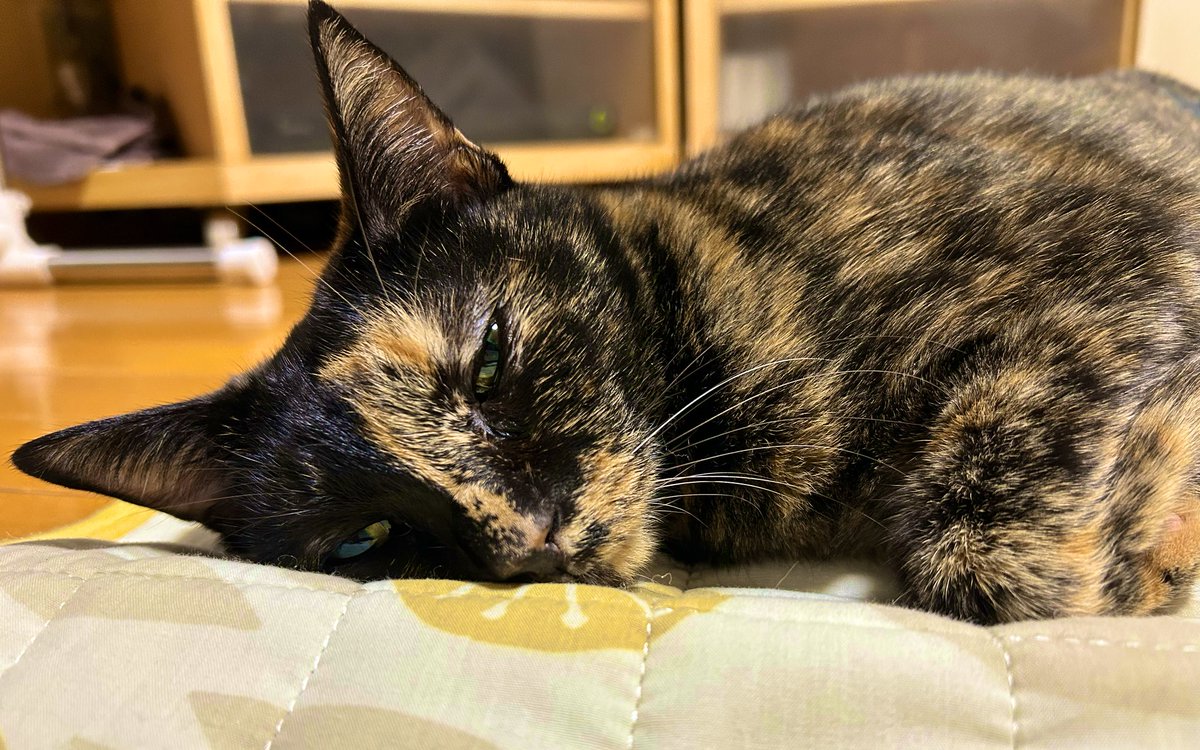 床暖房大好きお嬢
食べること忘れてねむねむ
ヒトも裏起毛トレーナーにあったか靴下でフル装備よ　なんやねんこの気温