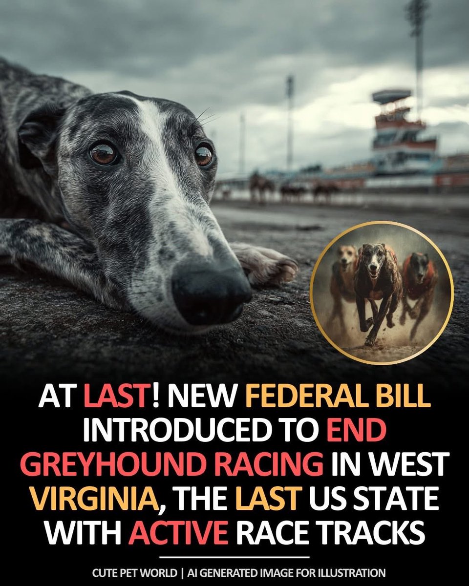 domdyer70's tweet image. At last, there’s a real chance to end greyhound racing in America.
A new bipartisan bill in Congress would ban commercial greyhound racing nationwide. It’s called the Greyhound Protection Act of 2025. If it passes, West Virginia’s two remaining tracks would stop live racing for…