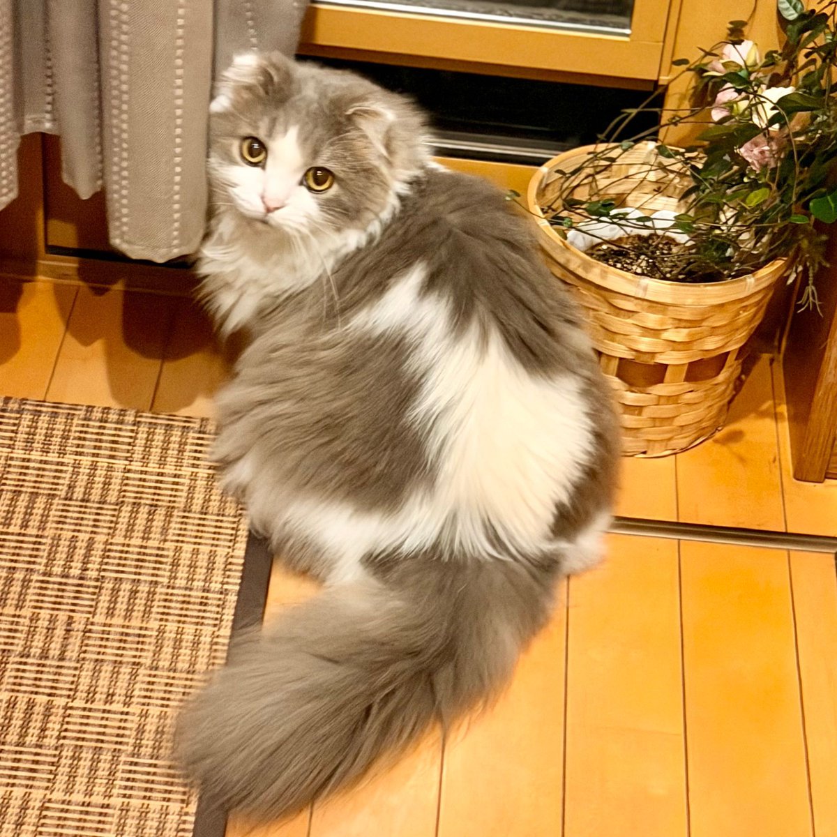 夜ニャルソック中！
「邪魔しないで！」

寒いから窓閉めよ…