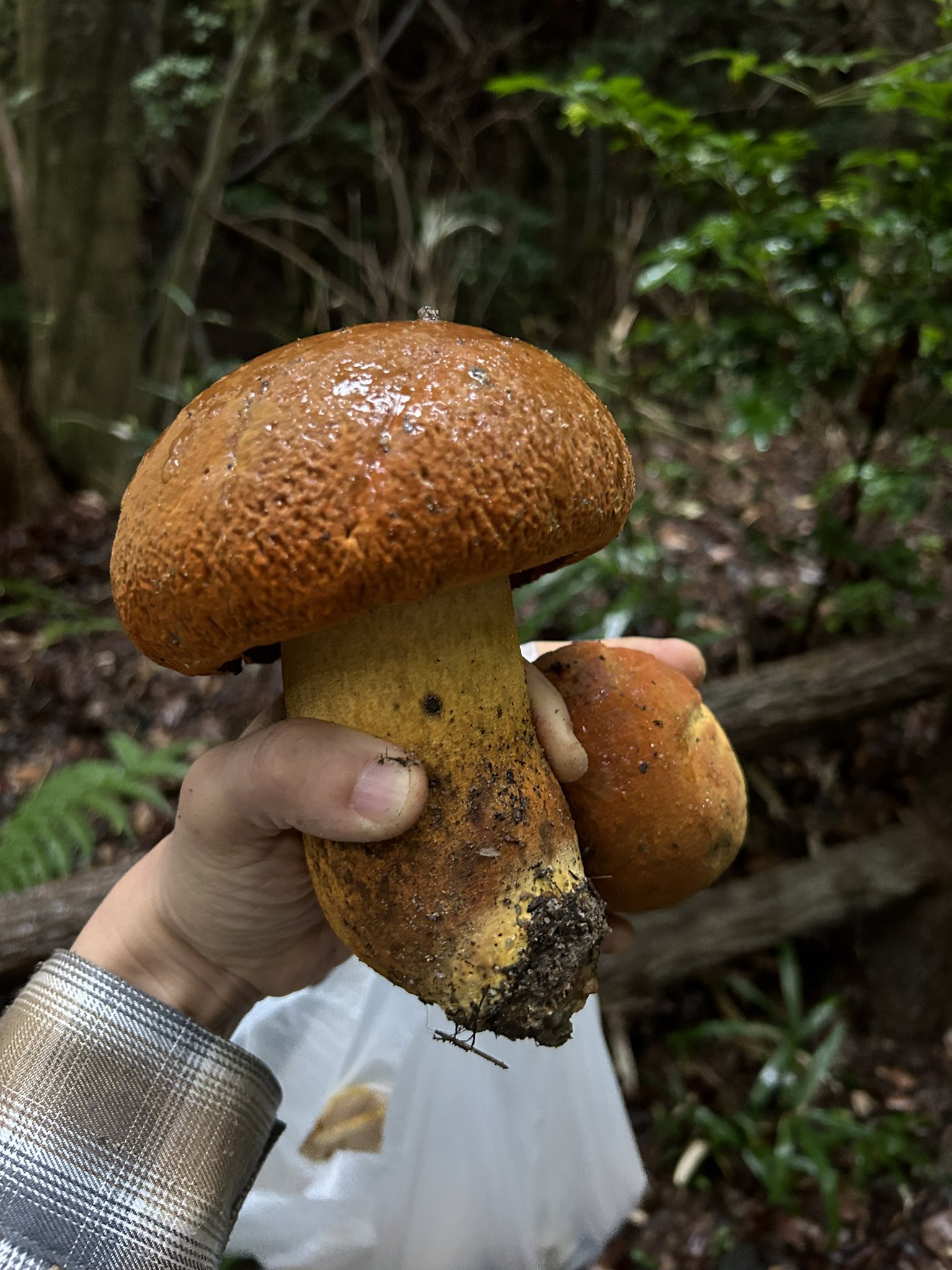 ミカズキン🌙今日もいつも通り！ on X: 