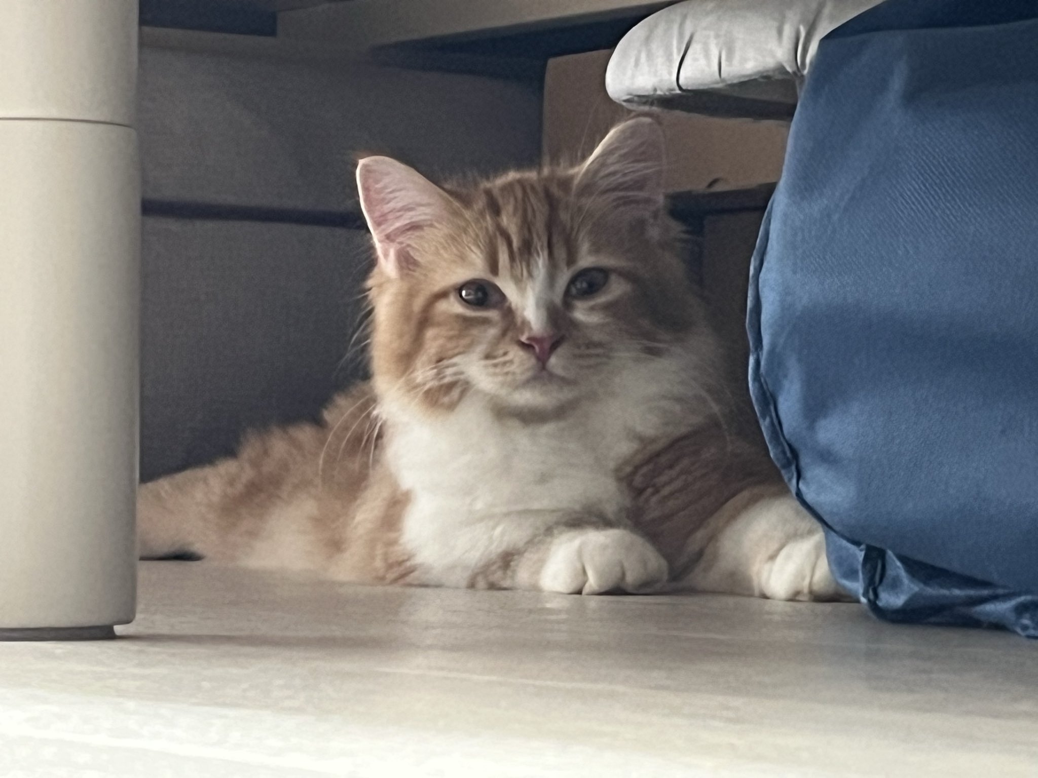 ねここねこねこ/A1250-3/A1231-6/ おやすみ猫柄 ショート傘 晴雨兼用 50cm 裏ブラックコーティング